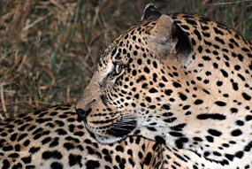 zuid-afrika-krugerpark-luipaard-02