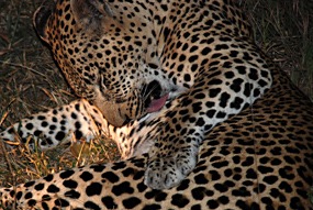 zuid-afrika-krugerpark-luipaard-03