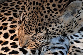 zuid-afrika-krugerpark-luipaard-04