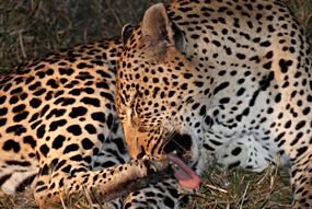 zuid-afrika-krugerpark-luipaard-05