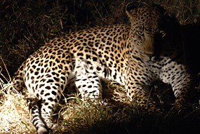 zuid-afrika-krugerpark-luipaard-06