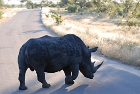 zuid-afrika-krugerpark-neushoorn-01