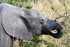 zuid-afrika-krugerpark-olifant-01