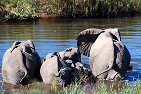 zuid-afrika-krugerpark-olifant-02
