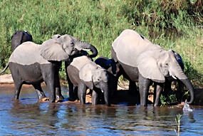 zuid-afrika-krugerpark-olifant-03