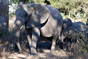 zuid-afrika-krugerpark-olifant-04