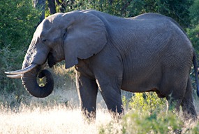 zuid-afrika-krugerpark-olifant-05