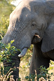 zuid-afrika-krugerpark-olifant-06