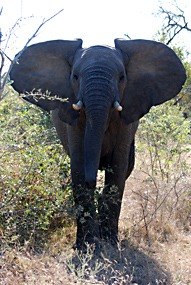 zuid-afrika-krugerpark-olifant-07
