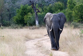 zuid-afrika-krugerpark-olifant-09