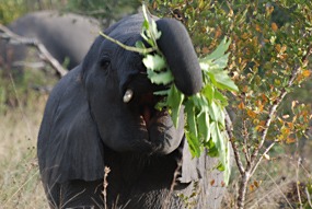 zuid-afrika-krugerpark-olifant-10