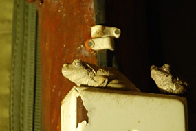 zuid-afrika-krugerpark-pezulu-08