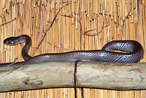 zuid-afrika-krugerpark-pezulu-13