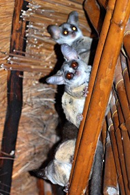 zuid-afrika-krugerpark-pezulu-bushbabies-01