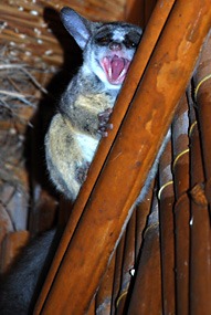 zuid-afrika-krugerpark-pezulu-bushbabies-02