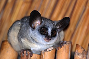 zuid-afrika-krugerpark-pezulu-bushbabies-03