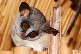 zuid-afrika-krugerpark-pezulu-bushbabies-04