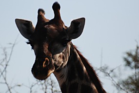 zuid-afrika-krugerpark-pezulu-giraffe-01