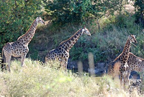 zuid-afrika-krugerpark-pezulu-giraffe-02