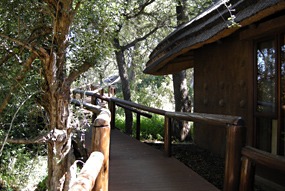 zuid-afrika-krugerpark-tinga-narina-08