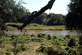 zuid-afrika-krugerpark-tinga-narina-09