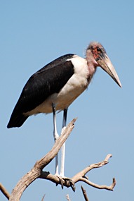 zuid-afrika-krugerpark-uglyfive-01