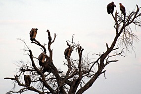 zuid-afrika-krugerpark-uglyfive-02