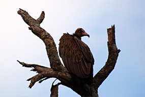 zuid-afrika-krugerpark-uglyfive-03