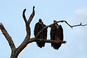 zuid-afrika-krugerpark-uglyfive-04