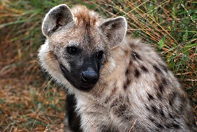 zuid-afrika-krugerpark-uglyfive-05