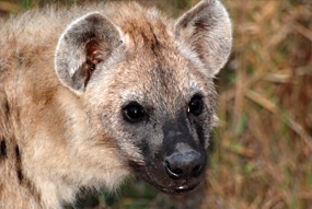 zuid-afrika-krugerpark-uglyfive-06