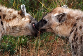 zuid-afrika-krugerpark-uglyfive-07