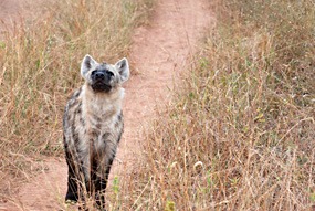 zuid-afrika-krugerpark-uglyfive-08