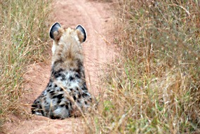 zuid-afrika-krugerpark-uglyfive-09