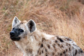 zuid-afrika-krugerpark-uglyfive-10