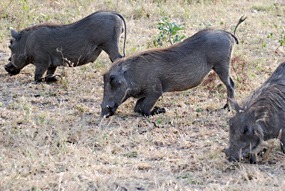 zuid-afrika-krugerpark-uglyfive-11