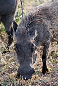 zuid-afrika-krugerpark-uglyfive-12