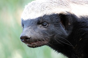 zuid-afrika-moholoholo-01