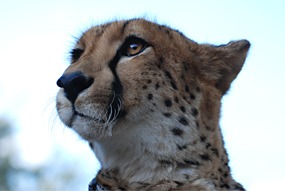 zuid-afrika-moholoholo-03