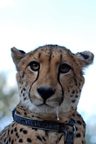 zuid-afrika-moholoholo-04