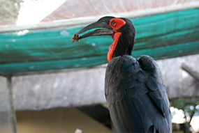 zuid-afrika-moholoholo-05