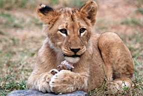 zuid-afrika-moholoholo-06