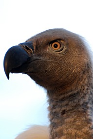 zuid-afrika-moholoholo-07