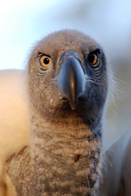 zuid-afrika-moholoholo-08