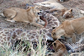 zuid-afrika-sabi-sabi-leeuwen-01