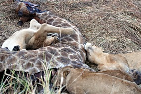 zuid-afrika-sabi-sabi-leeuwen-02