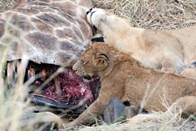 zuid-afrika-sabi-sabi-leeuwen-03