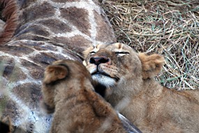 zuid-afrika-sabi-sabi-leeuwen-04