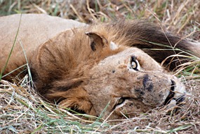 zuid-afrika-sabi-sabi-leeuwen-05