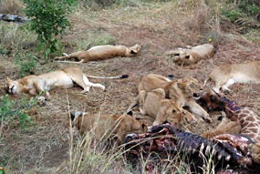 zuid-afrika-sabi-sabi-leeuwen-06